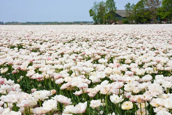 Weißes Tulpenfeld in den Niederlanden — Stockfoto
