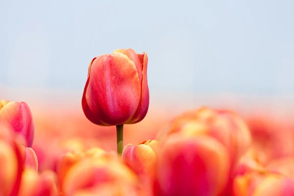 Tulipán rosa fotografiado con un enfoque selectivo y un fondo poco profundo —  Fotos de Stock