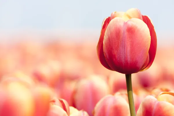 Tulipe rose photgraphiée avec une mise au point sélective et une profondeur peu profonde — Photo