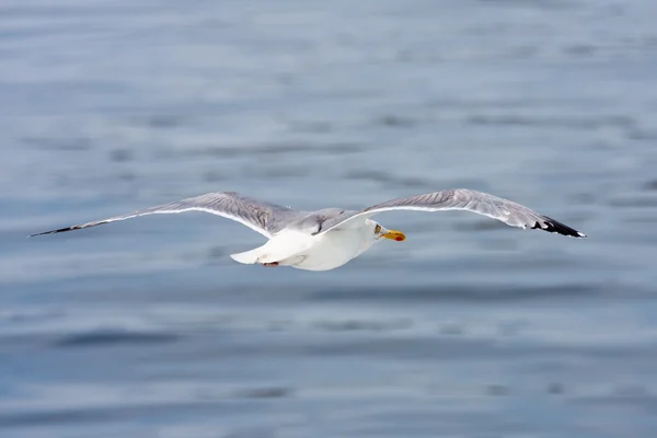 Flying seagull against a blue sea — Stock Photo, Image