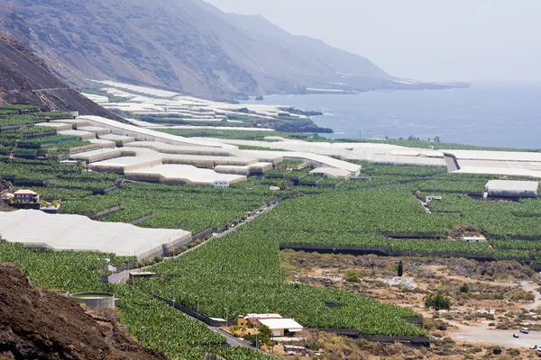 Grandes plantaciones de plátanos en La Palma, Islas Canarias — Foto de Stock