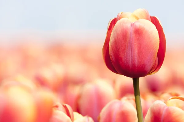 Рожевий тюльпан фотографується з вибірковим фокусом і дрібною деталлю Стокове Фото