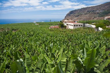 Enormous banana plantation at La Palma clipart