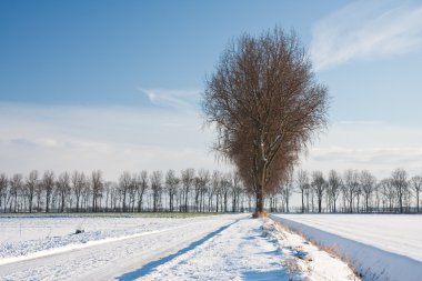 Wintertime in the farmland of the Netherlands clipart