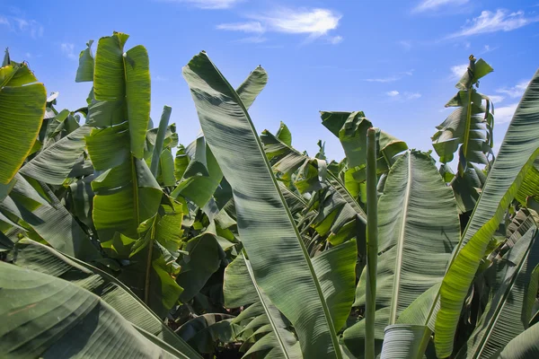 Folhas enormes de plantação de banana em La Palma — Fotografia de Stock