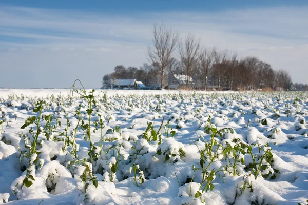 Coltivazione agricola in inverno, Paesi Bassi — Foto Stock