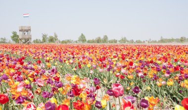 Multi colored tulip field in the Netherlands with watch-tower clipart