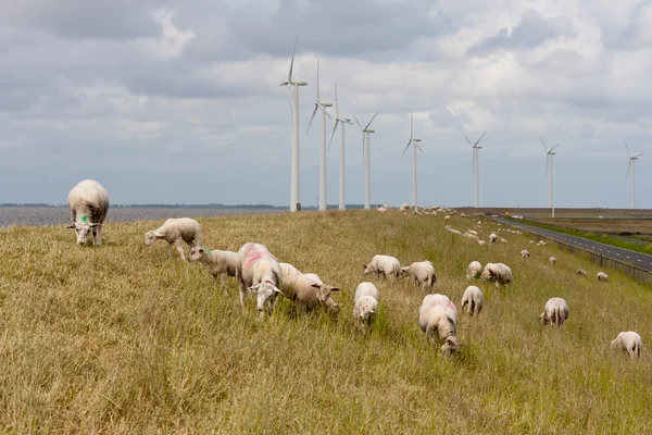 Grazing sheep at a dike with large windturbines in the Netherlan — Stock Photo, Image