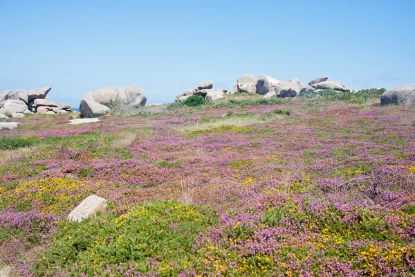 stock image Colorful heath at the rocky coast of Brittany, France