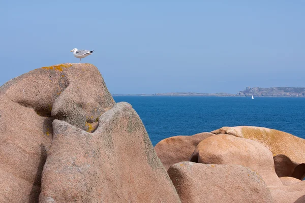 Mewa na wielki kamień na francuskim wybrzeżu Bretanii — Zdjęcie stockowe