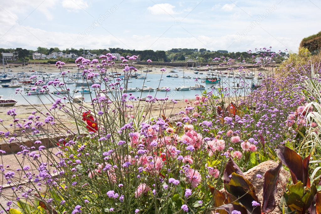 Coast Brittany covered with beautiful colorful flowers