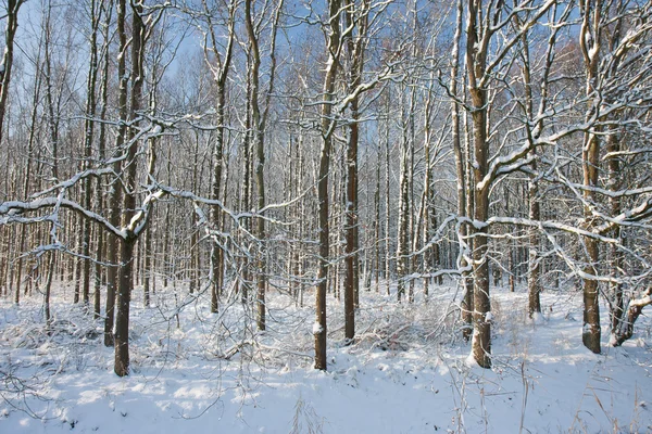Winter forest covered with snow, with the sun shining through th — Stock Photo, Image