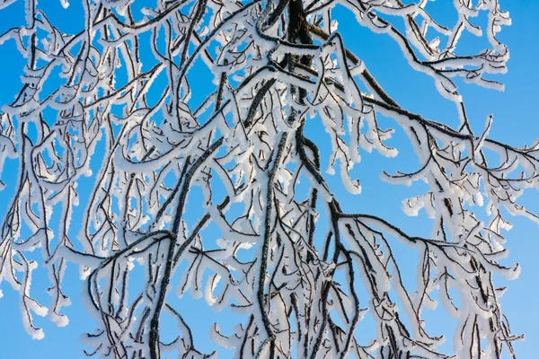 Branches covered with hoar frost while the bright sun is shining — Stock Photo, Image
