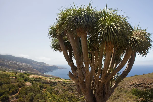 Küste von La Palma mit einem charakteristischen Drachenbaum — Stockfoto