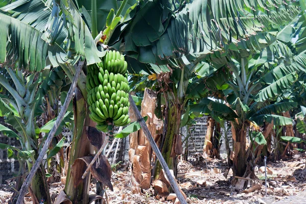Plantação de bananas em La Palma, Ilhas Canárias da Espanha — Fotografia de Stock