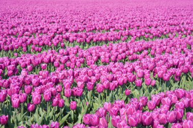 Big field with millions of purple tulips in the Netherlands clipart