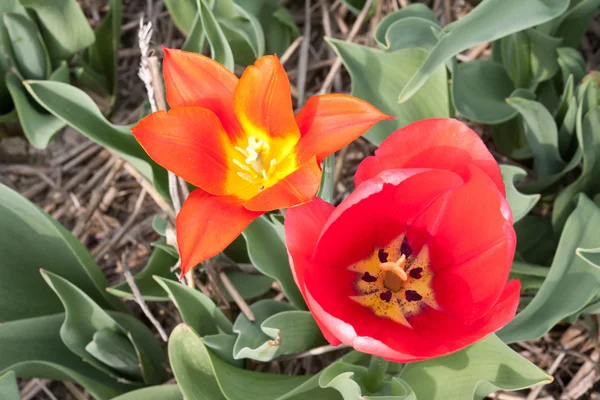 Stock image Nice view of two beautiful red tulips from above