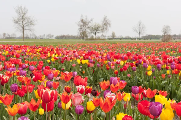 Fargerik tulipanmark i Nederland – stockfoto