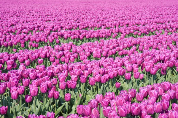Big field with millions of purple tulips in the Netherlands — Stock Photo, Image