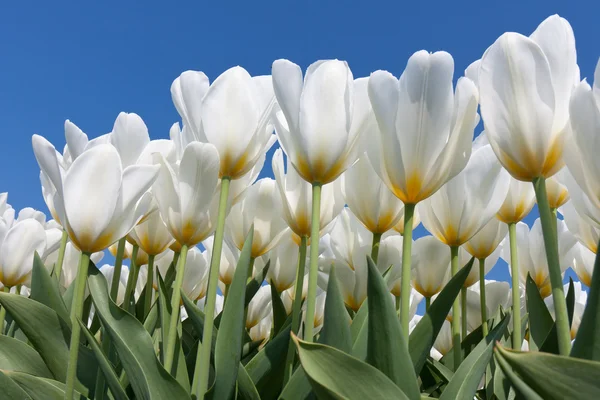 Hermosos tulipanes blancos con un corazón amarillo que llega al cielo —  Fotos de Stock