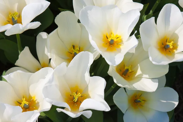 stock image Beautiful white tulips with a yellow heart seen from above