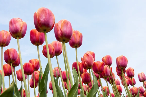 Beautiful red tulips against a blue sky — Stock Photo, Image