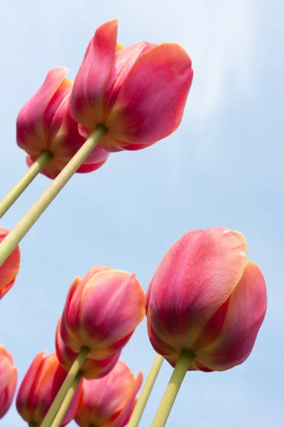 Hermosos tulipanes rojos contra un cielo azul —  Fotos de Stock