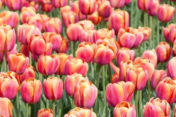 Pole barevné červené a žluté tulipány, při pohledu shora — Stock fotografie
