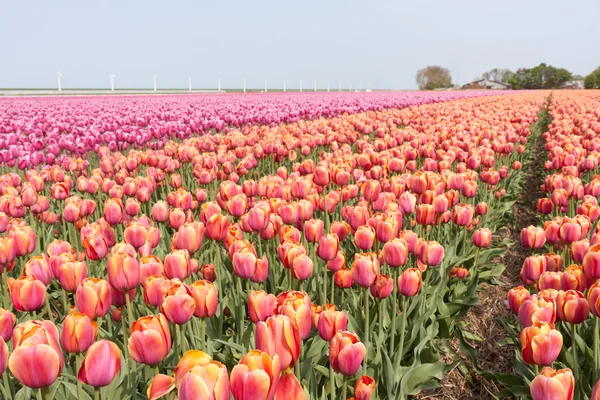 Stor eng med mange røde og lilla tulipaner i Netherla. – stockfoto