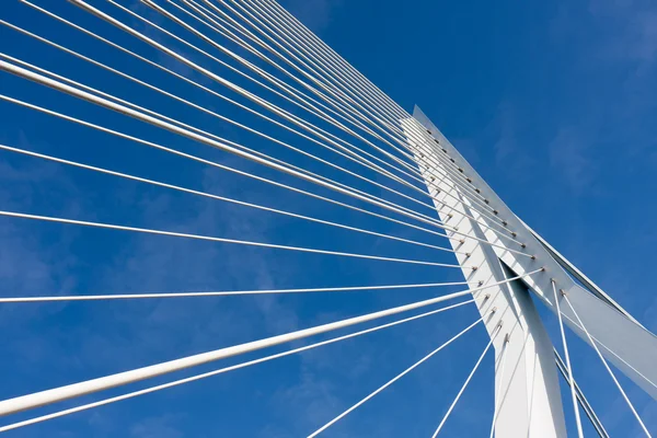 Erasmus bridge Rotterdam, net kablo detayını kaldı — Stok fotoğraf
