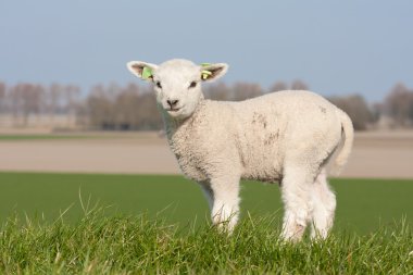 Cute lamb in spring, The Netherlands clipart