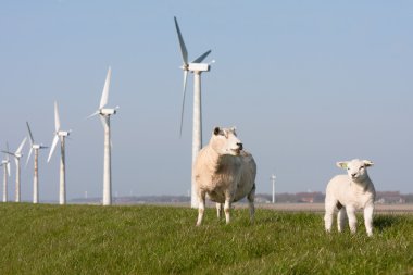 yel değirmeni ve Hollanda koyun