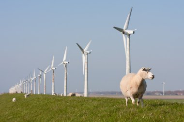 Windmill and sheep in the Netherlands clipart