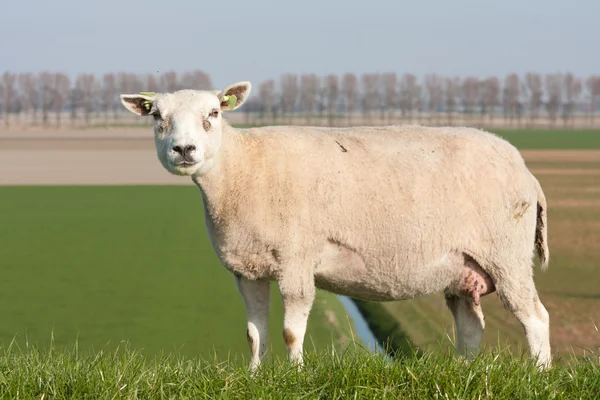 在荷兰牧场的弗莱福兰羊 — 图库照片