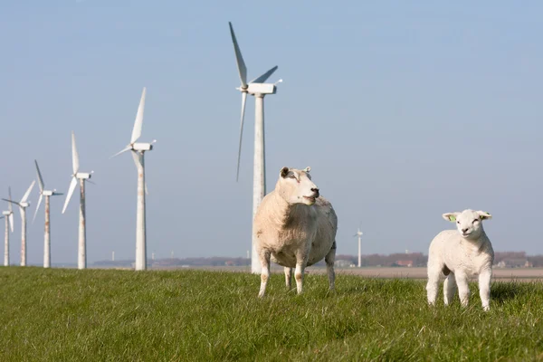 Moinho de vento e ovelhas em Países Bajos — Fotografia de Stock