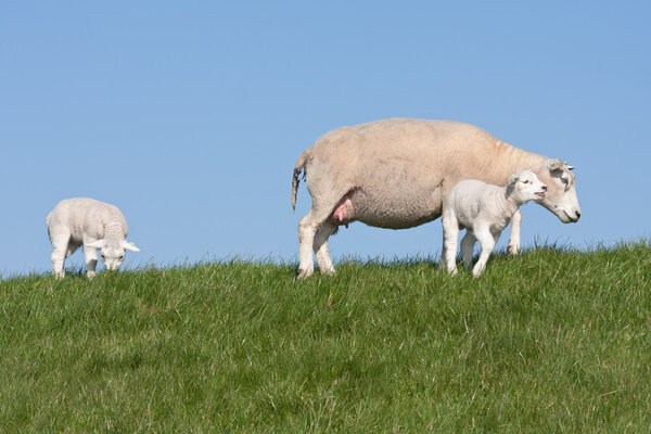 Lambs and mother sheep in the Dutch meadow