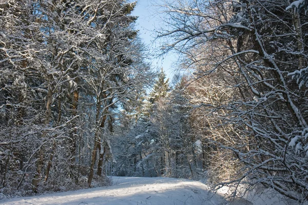 Winter forest in the Netherlands, trees covered by snow — Stock Photo, Image