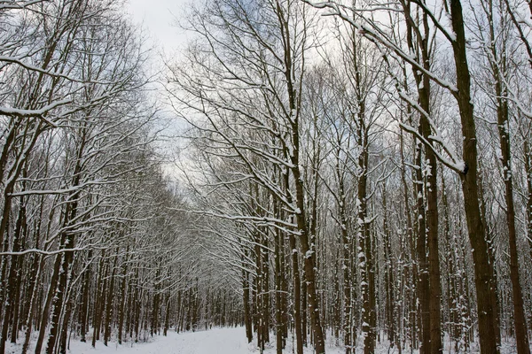 Sneskov og frossen skov i Nederlandene - Stock-foto