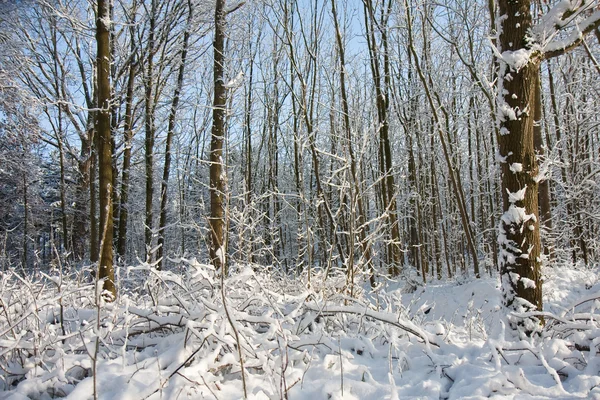 Snowfall in bare forest — Stock Photo, Image