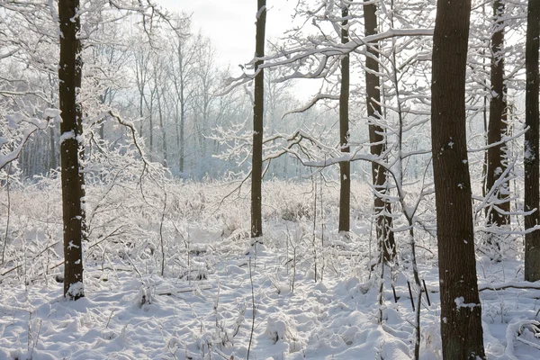 白雪皑皑的冬季森林与阳光穿过树 — 图库照片