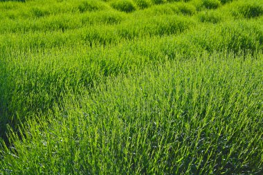 Spring Lavender Field clipart