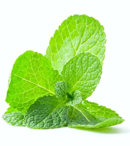 Mint leaf close up on a white background — Stock Photo, Image