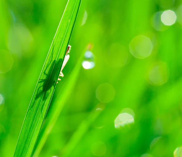 Breen grass background — Stock Photo, Image