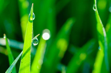 Yeşil Çimen Arkaplanı