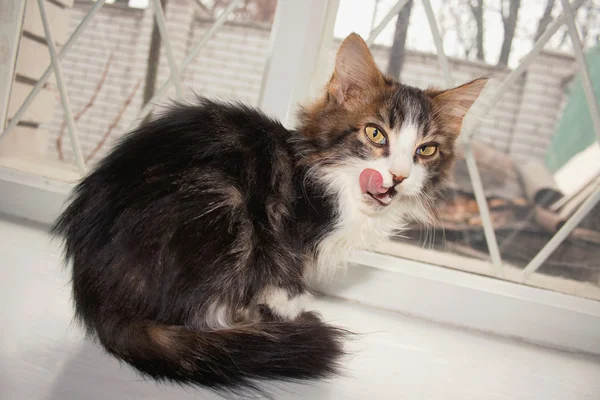 Котёнок показывает язык — стоковое фото