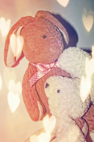 토끼 사랑 — 스톡 사진
