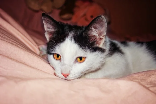Il gattino — Foto Stock