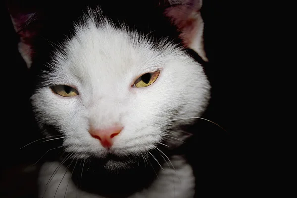 Szalony kot — Zdjęcie stockowe