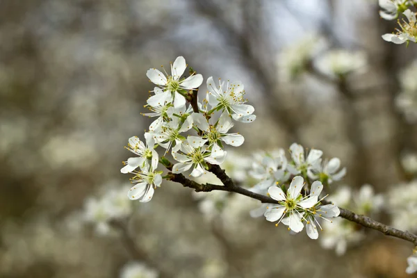 Jarní květina — Stock fotografie