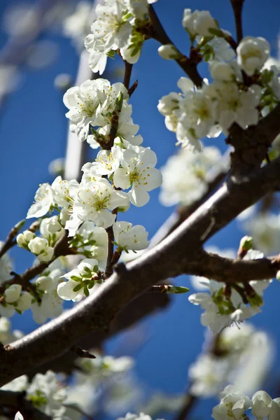 Fiore di ciliegio Foto Stock